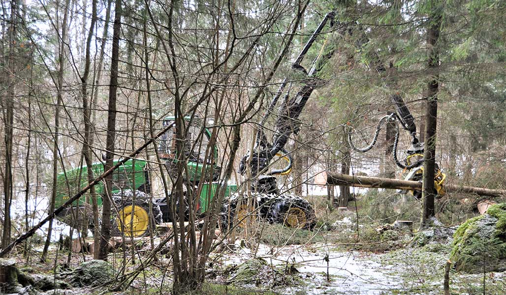 Metsäkone poistaa kuusia pähkinäpensaslehdosta talvella. 