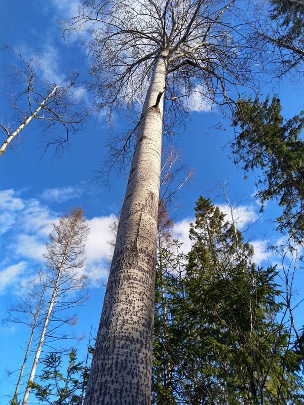 Kuvassa on lehdetön haapa kuvattuna alaviistosta. Taustalla näkyy taivasta ja poutapilviä.