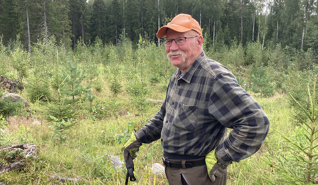 Ruutupaitaan ja oranssiin lippikseen pukeutunut Urpo Tolonen hoidetussa taimikossa.