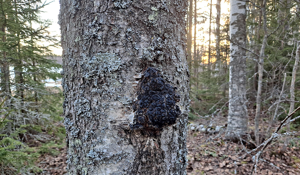 Pakuri koivunrungolla metsässä.