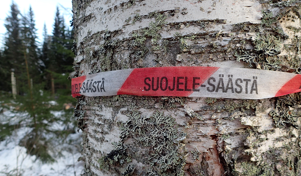 Koivunrungon ympärille on kiinnitetty punavalkoraidallinen Suojele-säästä-kuitunauha. Taustalla on kuusikkoa.