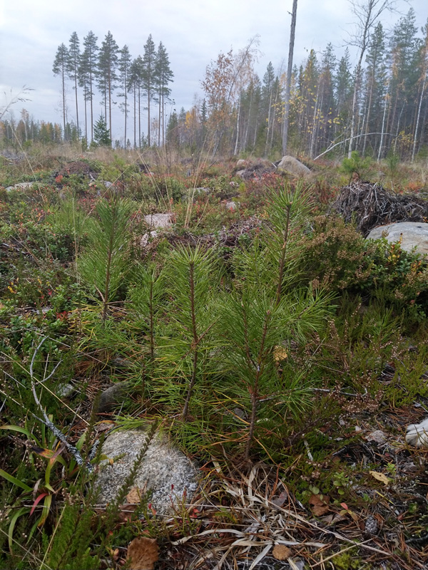 Männyntaimia ja taustalla säästöpuuryhmä