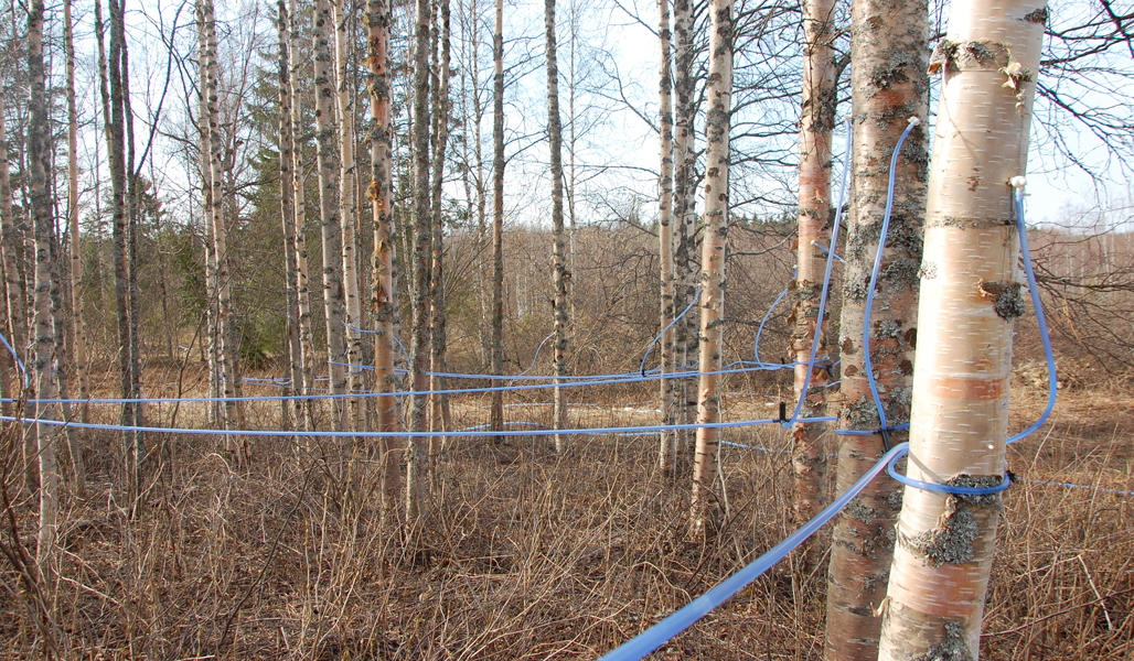 Mahlankeruuletkut kulkevat koivujen välissä. 