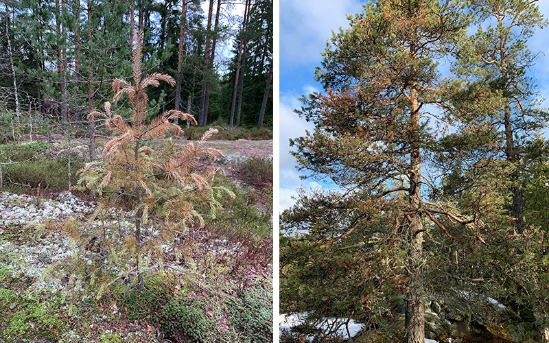 Havuparikas-sienen vaurioittama vanha ja nuori mänty.