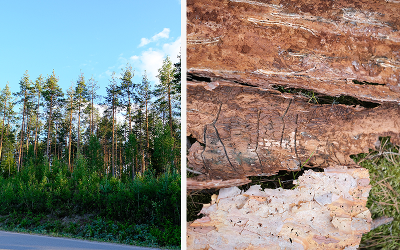 Metsää, jossa ytimennävertäjien aiheuttamia tuhoja. Kaarnanpalat, joissa pystynävertäjän, vaakanävertäjän ja okakaarnakuoriaisen kaivamia käytäviä.