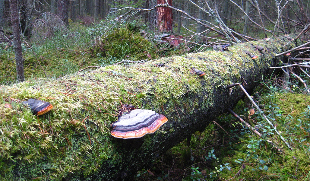 Sammalia ja kääpiä maassa olevalla lahopuulla metsässä. 