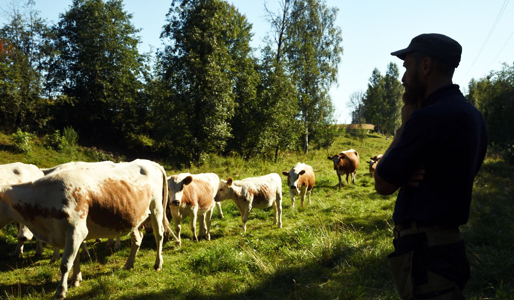 Mika Hämäläinen katselee varjosta oikealta, kun kyytöt kulkevat hänen ohitseen metsälaitumella. 