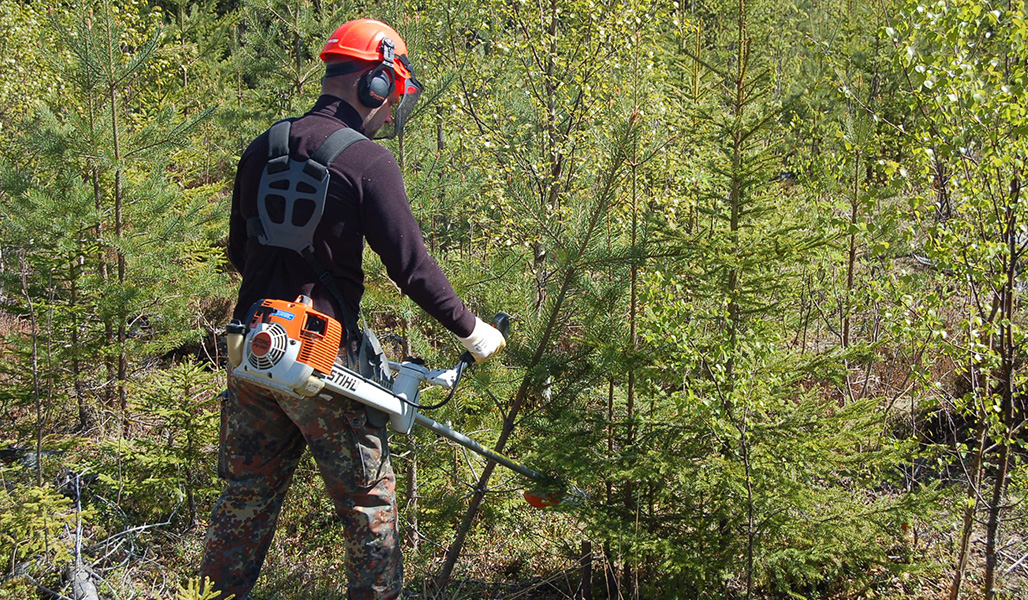 Henkilö, jolla on selkä kameraa kohti, käyttää raivaussahaa nuoressa metsässä.