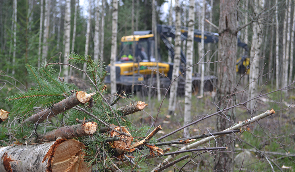 Kuvan etualalla on risuja ja kaadettua pienpuuta. Taustalla on metsäkone, joka harventaa nuorta koivikkoa. 