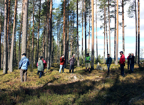 Projektipäällikkö Aino Ässämäki ja ryhmä metsänomistajia katselee ympärilleen tasaikäisessä männikössä, jossa on tehty pienaukkohakkuu.