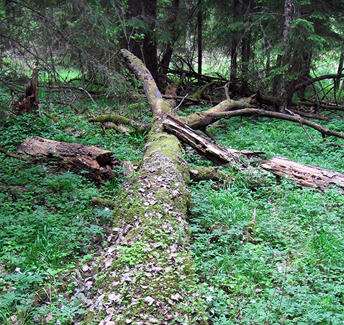 Pitkälle lahonnut haapamaapuu maastoutuu maahan. Kasvillisuus peittää lahopuuta osittain. Taustalla on kuusikkoa. 