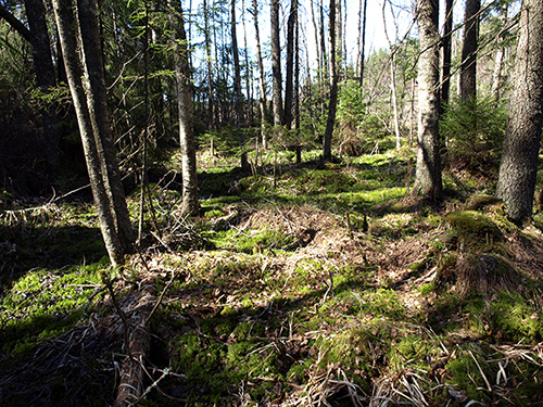 Rehevällä suolla maalahopuulla kasvaa sammalta ja myös uhanalainen sammallaji.