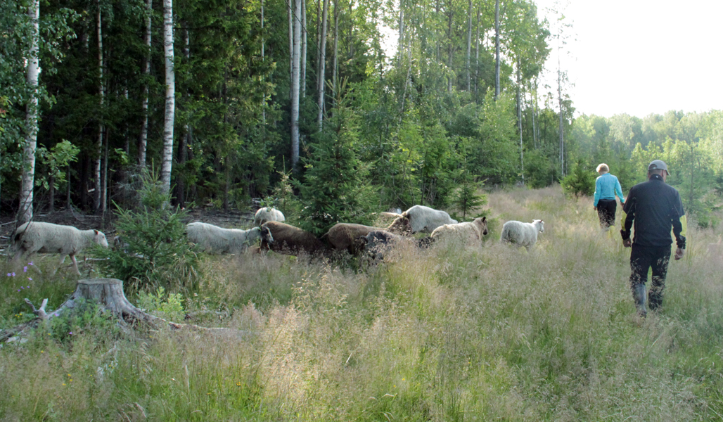 Satu Alajoki ja Pasi Aholaita katselevat metsänreunassa laiduntavia lampaitaan. 