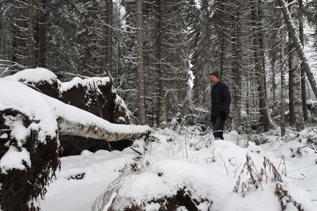 Myrskytuuli on kaatanut ison kuusen. Metsänomistaja Arto Minkkinen katselee tuhon jälkiä lumisessa metsässä. Taustalla on kuusimetsää. 