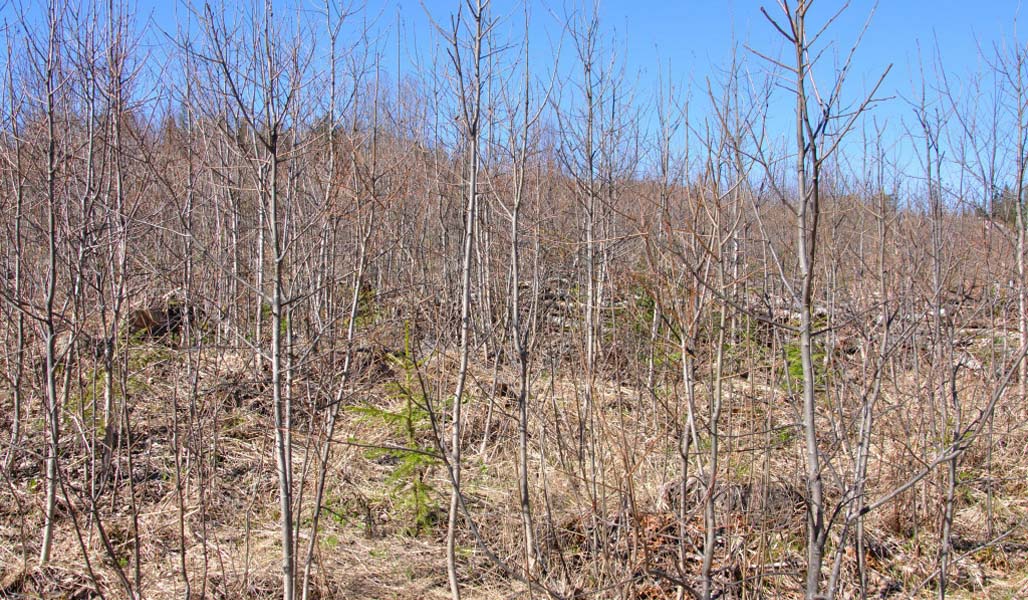 Kuvassa on kuusentaimikkoa, jossa varhaisperkaus on jäänyt tekemättä ja taimet ovat jääneet vesakon keskelle. 