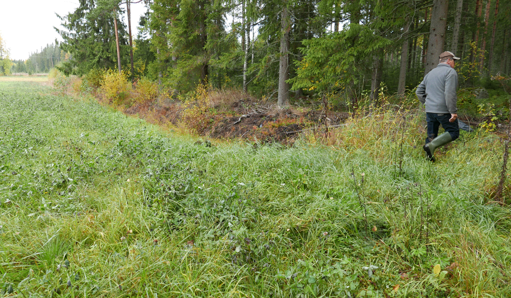 Kuvassa on riistapeltoa ja Seppo Helminen kävelee pois päin metsään oikealle. 