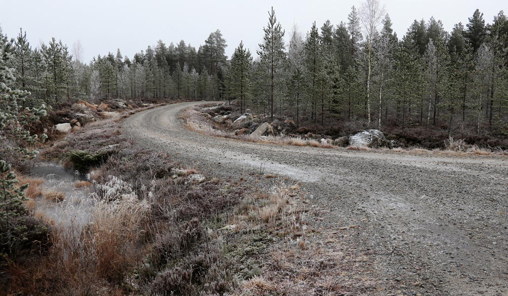 Kuvassa on mutkainen soratie, jonka ympärillä on metsää. 