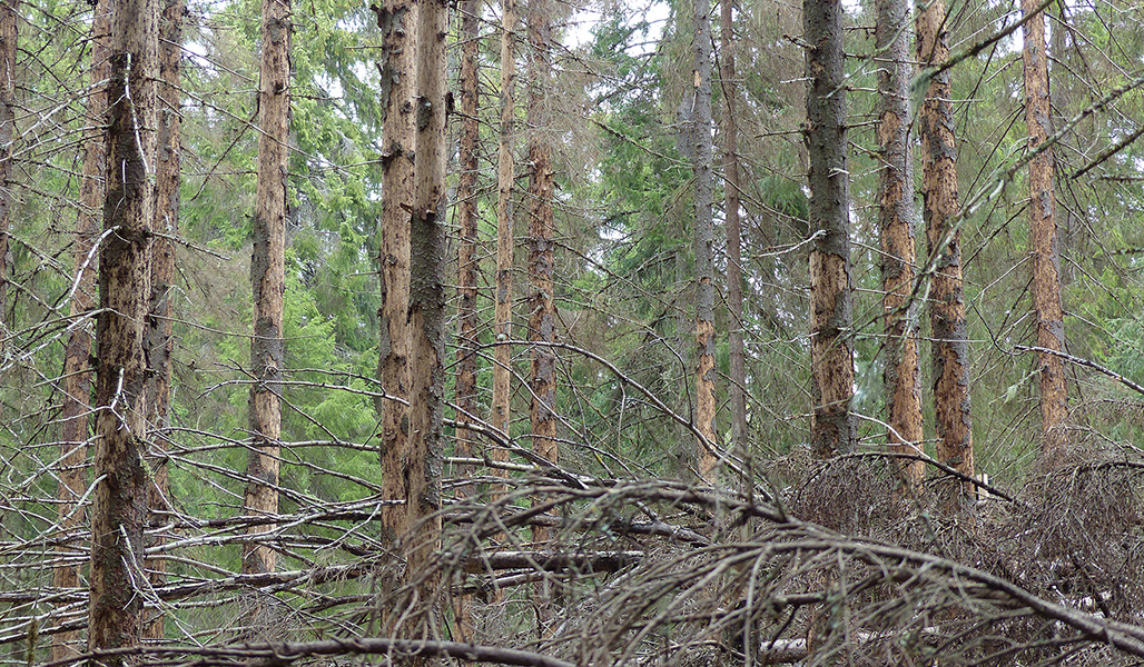 Kuolleita ja kaarnansa pudottaneita kuusia metsässä. 