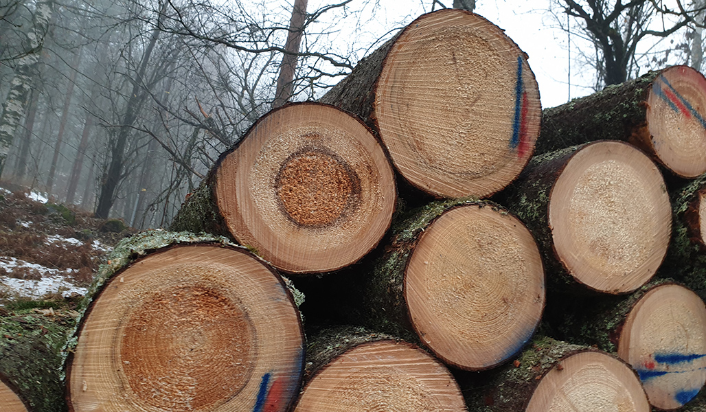 Tyvilahoja kuusia pinossa.