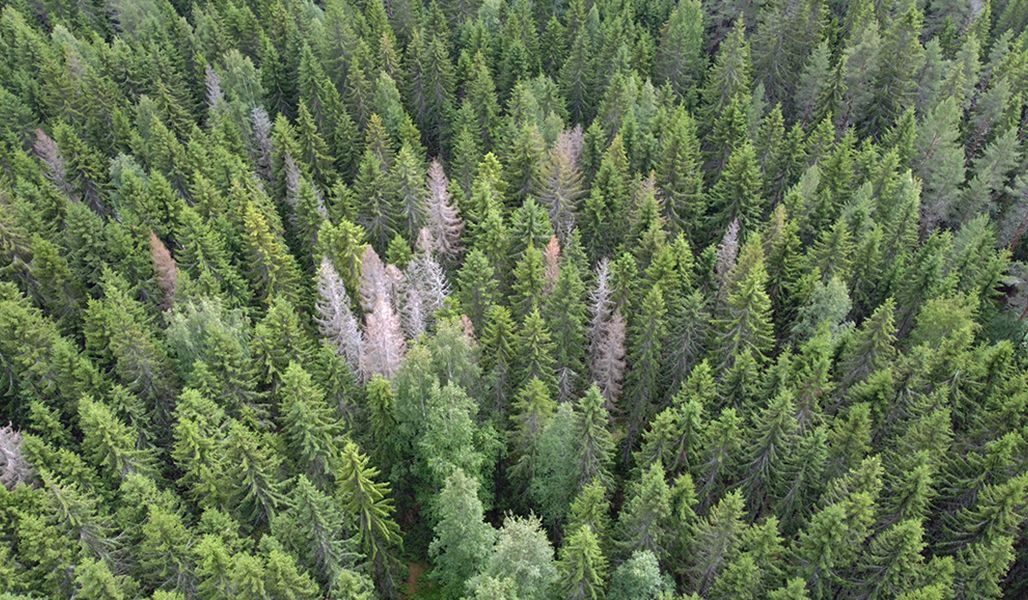 Dronekuvaa metsästä, jossa erottuvat harmaat ja kuolleet kuuset.
