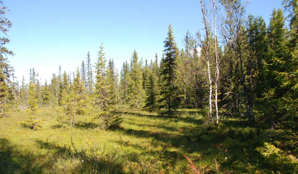 Suon ja metsän välistä aluetta kesällä. 