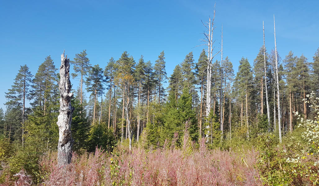 Hakkuuaukiolla on kelo, riistatiheikköä ja etualalla horsmia. Taustalla on männikköä. 