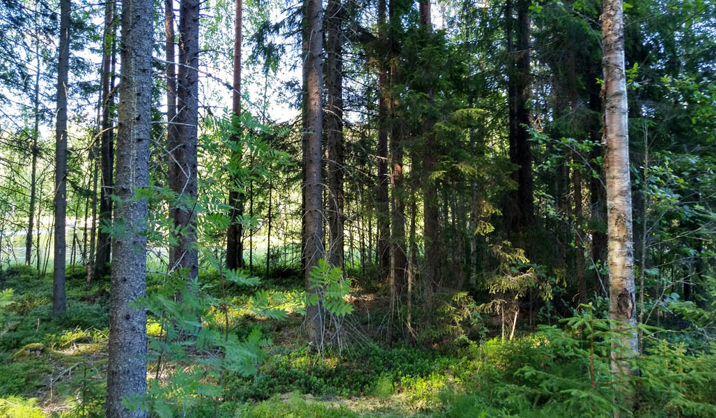 Rantametsässä on varvikkoa, pihlajia ja kuusia. Puiden takana pilkottaa vesistö. 