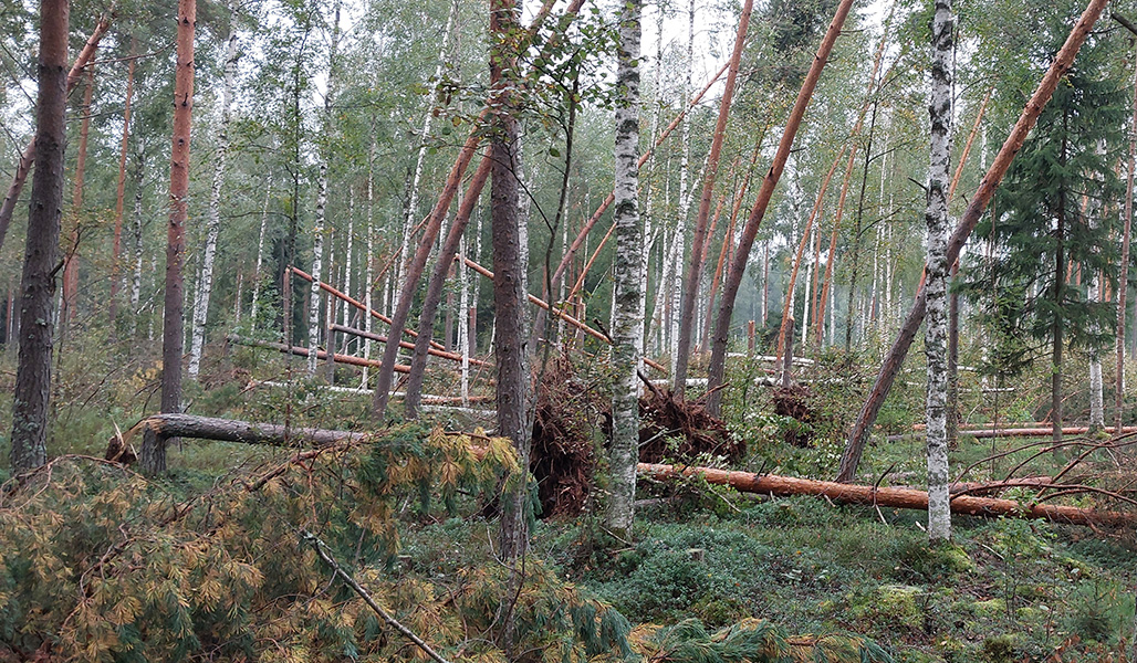 Myrskyssä taittuneita ja kaatuneita puita. 