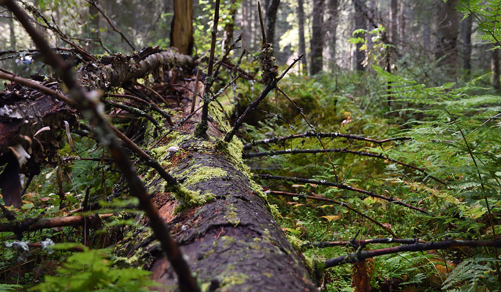 Lahopuuta metsässä. 