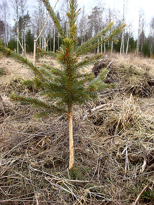 Peltomyyrän kaluama puuntaimi.