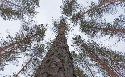 Näin voit parantaa metsätaloutesi kannattavuutta – 3 vinkkiä