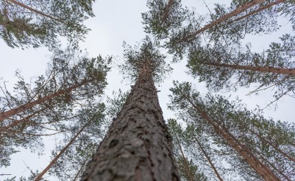 Näin voit parantaa metsätaloutesi kannattavuutta – 3 vinkkiä