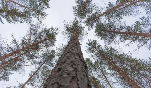 Näin voit parantaa metsätaloutesi kannattavuutta – 3 vinkkiä