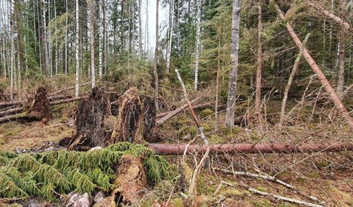 Metsätuhoihin kannattaa varautua pitkäjänteisesti