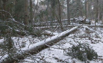 Mitä pitää tehdä myrskyn jälkeen? – muista nämä viisi asiaa