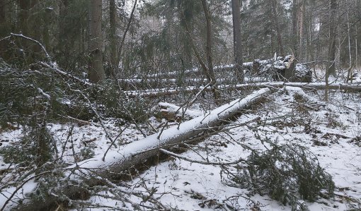 Mitä pitää tehdä myrskyn jälkeen? – muista nämä viisi asiaa