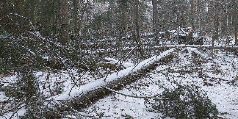 Mitä pitää tehdä myrskyn jälkeen? – muista nämä viisi asiaa