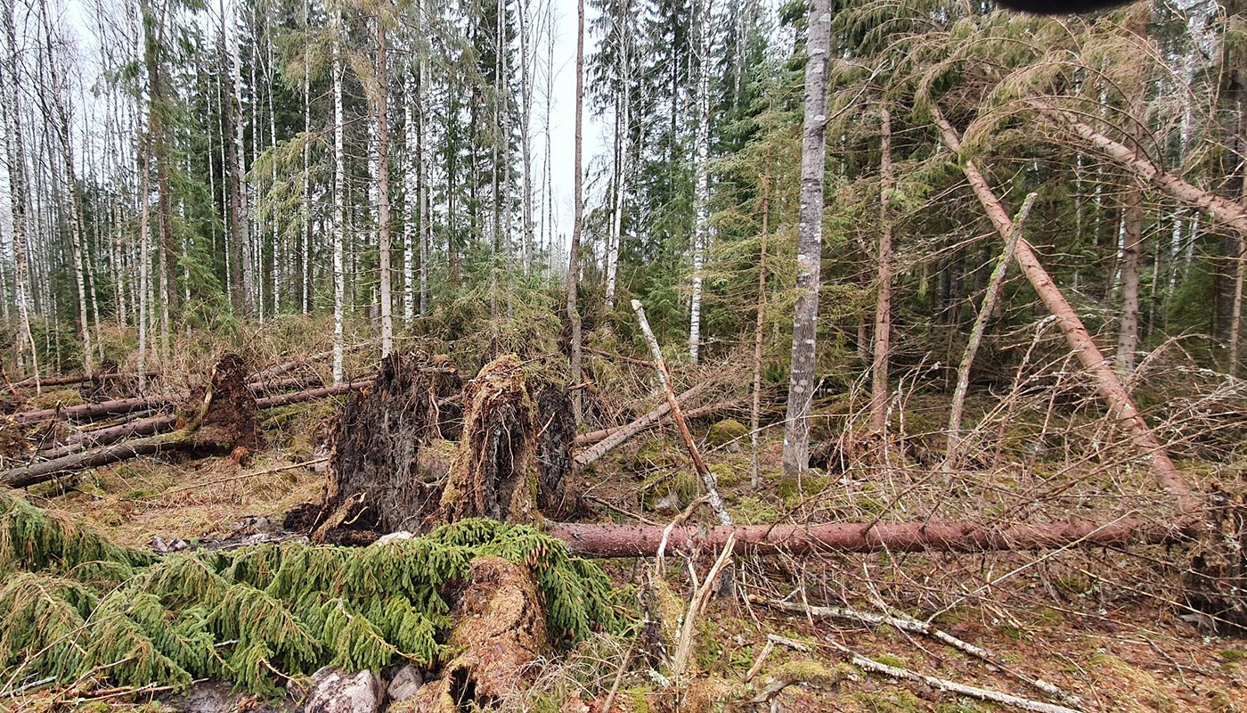 Metsätuhoihin kannattaa varautua pitkäjänteisesti