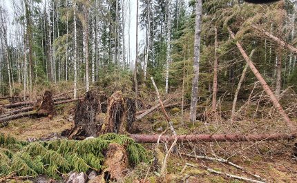 Metsätuhoihin kannattaa varautua pitkäjänteisesti