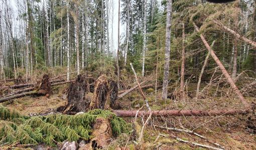 Metsätuhoihin kannattaa varautua pitkäjänteisesti