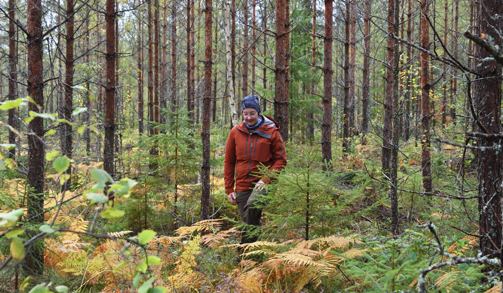 Marika Hänninen kävelee harvennetussa metsässä.