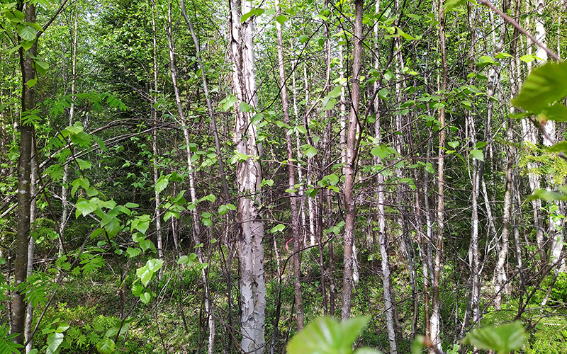 Tiheää, lehtipuuvaltaista nuorta metsää.
