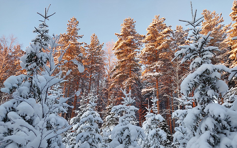 Luminen taimikko ja taustalla mäntymetsää.