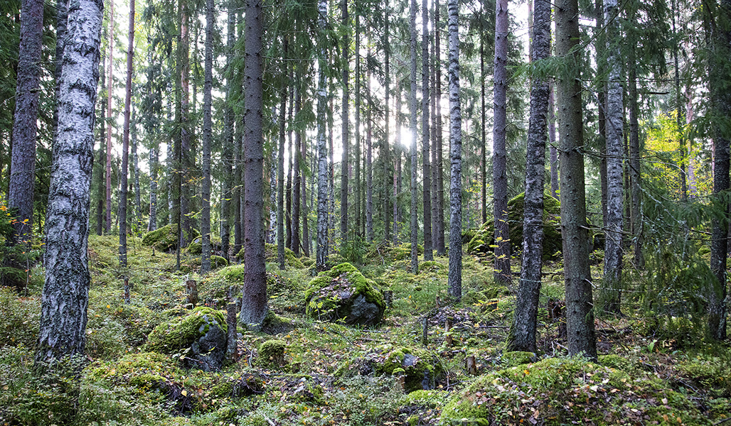 Syksyinen metsä