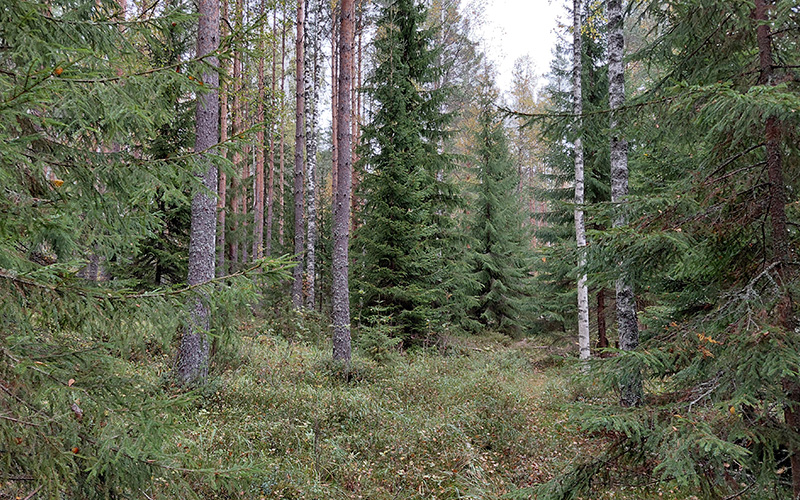 Sekametsää, jollaisessa metsätiaiset viihtyvät.