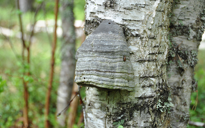 Taulakääpä koivussa