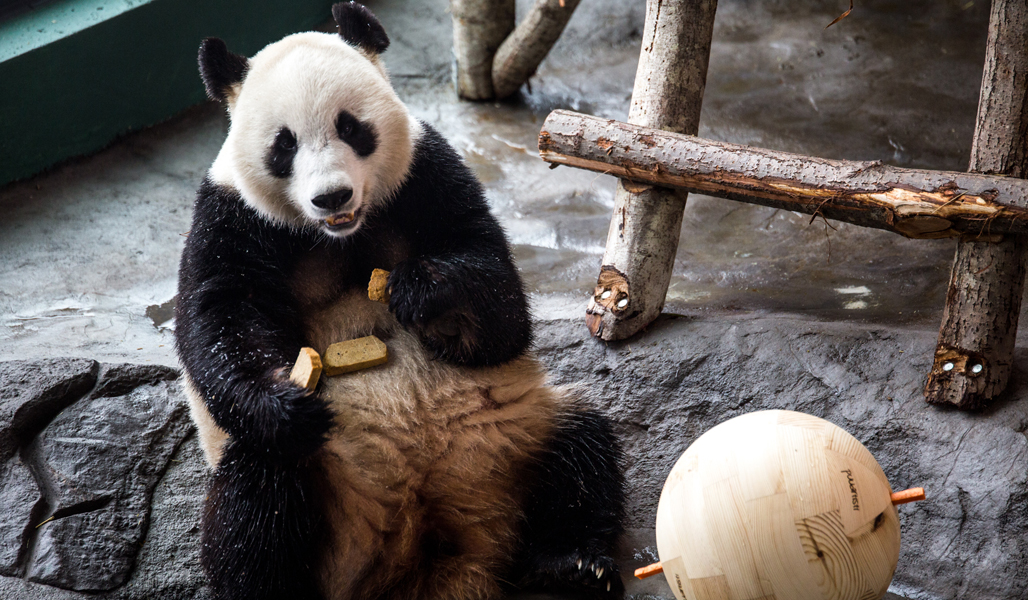 Ähtärin panda istuu maassa ja vieressä on lelupuupallo. 