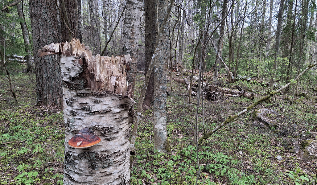 Lahonnut koivupökkelö metsässä, jossa on eri puulajeja ja maalahopuuta. 