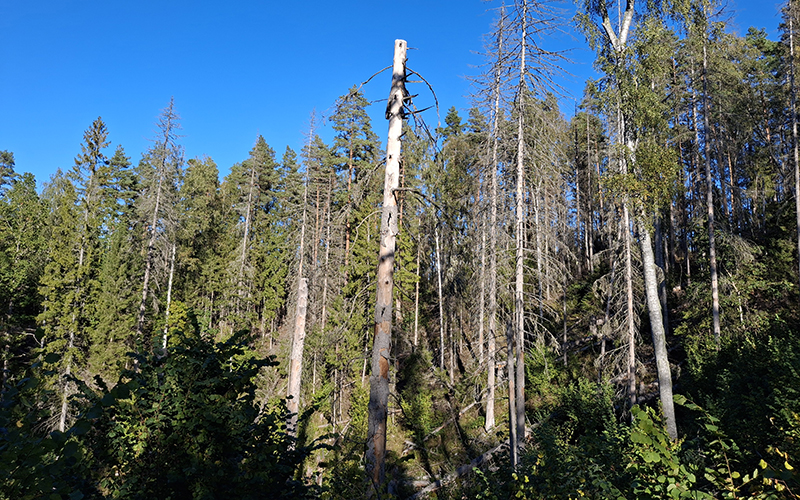Kuolleita kuusia metsässä.