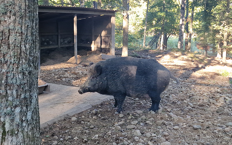 Villisika villieläinpuistossa